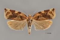 Archips xylosteana