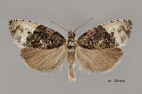 Hedya nubiferana