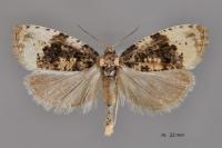 Hedya ochroleucana