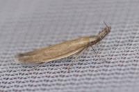 Pleurota aristella
