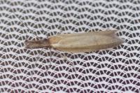 Pleurota aristella