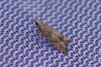 Acroclita subsequana