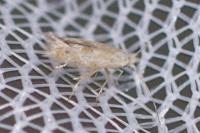Bucculatrix