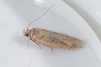 Bryotropha