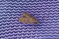 Acroclita subsequana