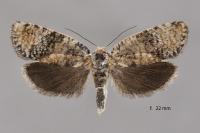 Ptycholomoides aeriferanus