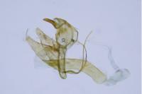 Pleurota aristella