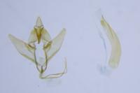 Pleurota aristella