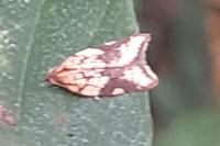 Acleris rhombana