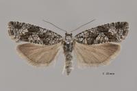 Zeiraphera griseana