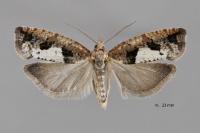 Epinotia brunnichana