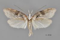 Anchinia daphnella