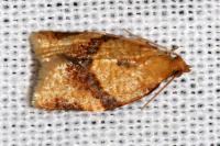 Clepsis consimilana