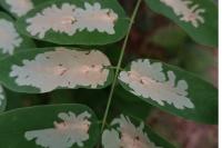 Parectopa robiniella