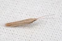 Coleophora versurella