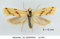 Aethes flagellana