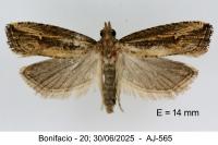 Bactra venosana