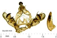 Bactra venosana