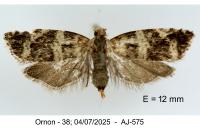Epinotia fraternana