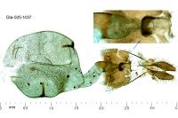 Epinotia fraternana