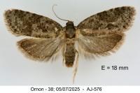 Cnephasia asseclana
