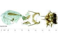 Cnephasia asseclana