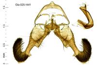 Dichrorampha petiverella