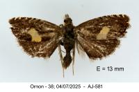 Dichrorampha petiverella