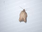 Acleris emargana