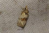 Neocochylis molliculana
