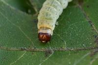 Dasystoma salicella