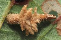 Coleophora violacea