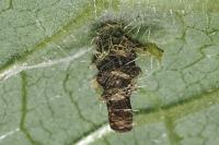 Coleophora ochripennella
