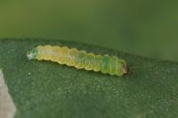 Parectopa robiniella