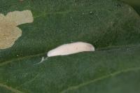 Parectopa robiniella