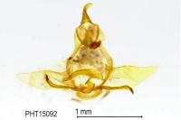 Cnephasia pumicana