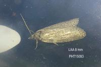 Cnephasia pumicana