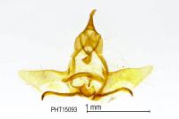 Cnephasia pumicana