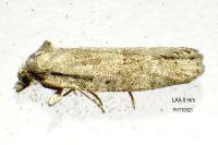Cnephasia pumicana