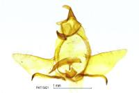 Cnephasia pumicana