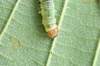 Diurnea fagella