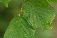 Diurnea fagella