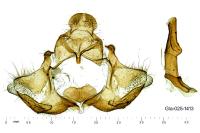 Lozotaeniodes brusseauxi