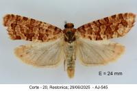 Lozotaeniodes brusseauxi