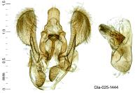 Acompsia antirrhinella