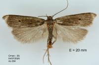 Acompsia antirrhinella