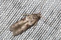 Blastobasis glandulella