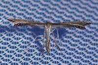 Gypsochares bigoti
