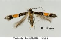 Cosmopterix crassicervicella