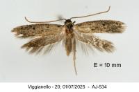 Dysspastus perpygmaeellus
